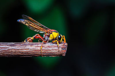 Close-up of dragonfly on wood