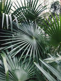 Close-up of palm tree