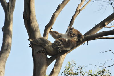 Low angle view of dead tree