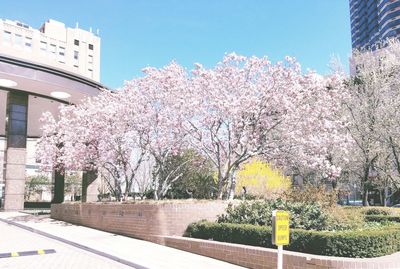 Flowers blooming on tree