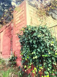 Ivy growing on wall of building