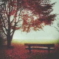 Trees on field