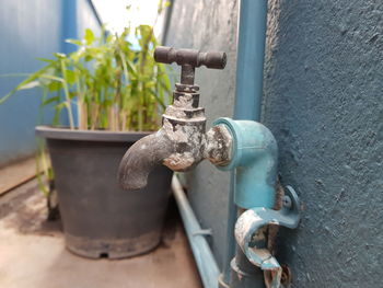 Close-up of potted plant against wall