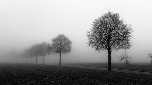 Bare tree on field against sky during winter