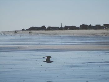 Bird in water