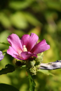 Close-up of pink flowers