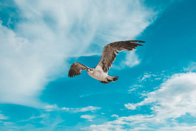 Low angle view of seagull flying