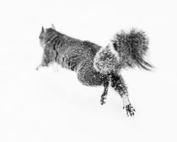 Close-up of a cat over white background