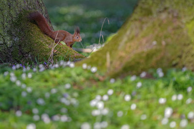 View of a reptile on a land