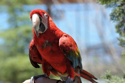 Close-up of parrot perching on tree