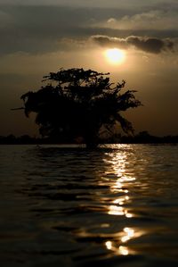 Silhouette tree by sea against sky during sunset
