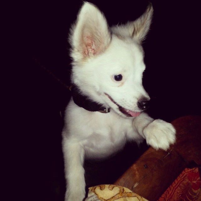 CLOSE-UP OF A WHITE DOG