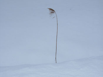 Bird flying over the sky