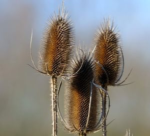 Close-up of thistle on plant