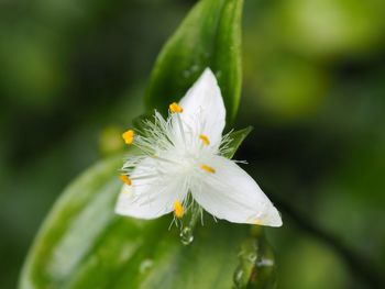 Close-up of white flower blooming outdoors