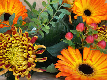 Close-up of sunflower against orange plants