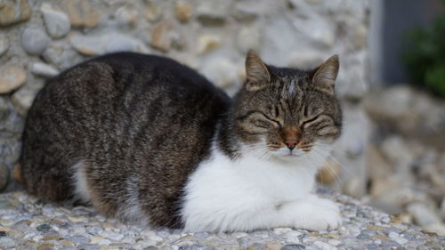 Close-up of a cat