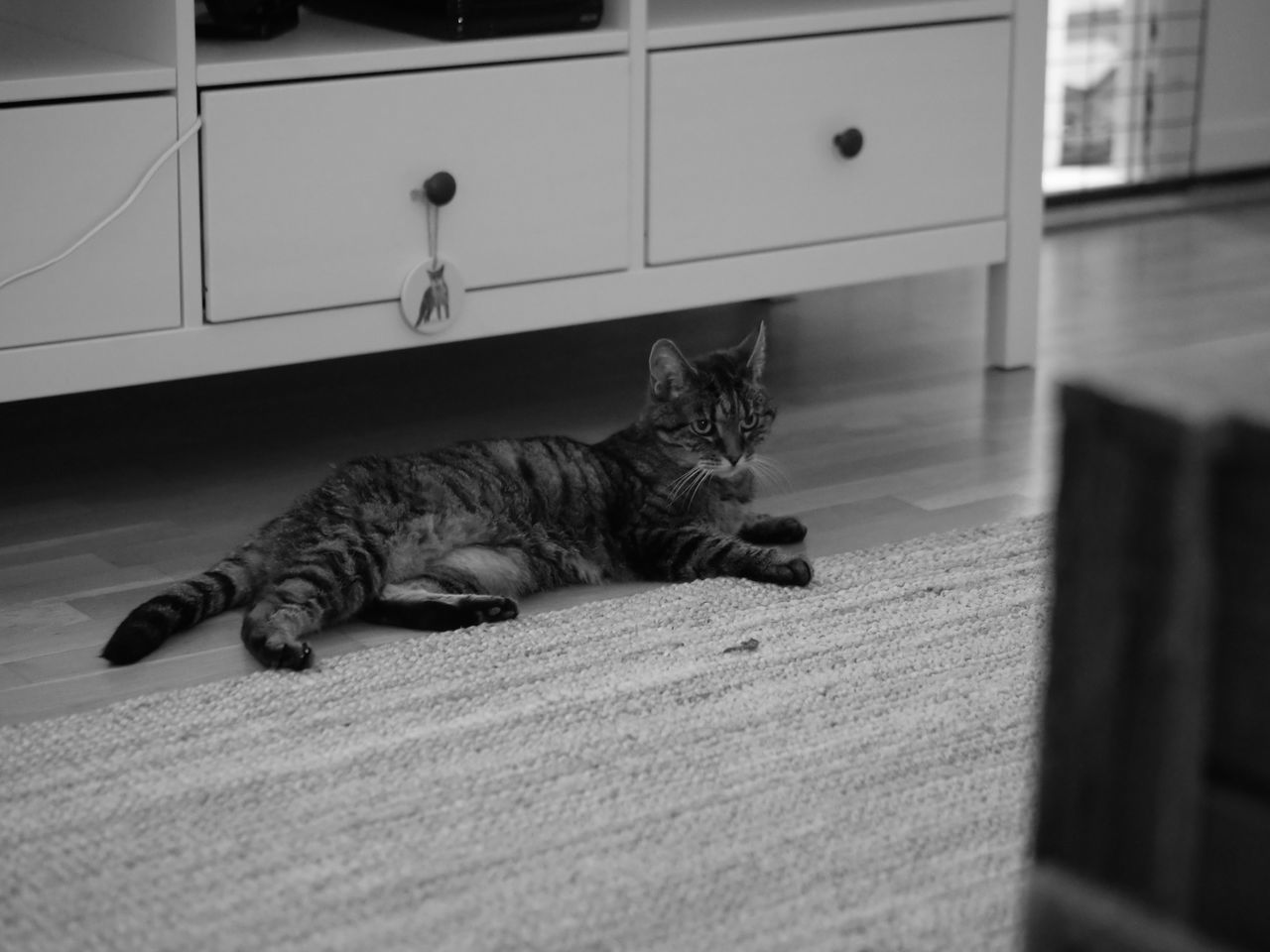 CAT LYING ON FLOOR