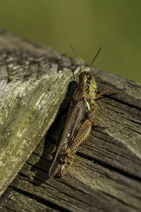 Close-up of butterfly on wood