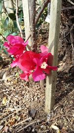 Close-up of red flowers