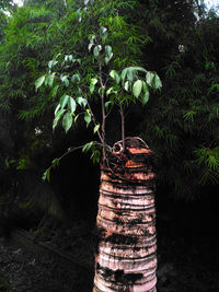 View of trees growing in forest