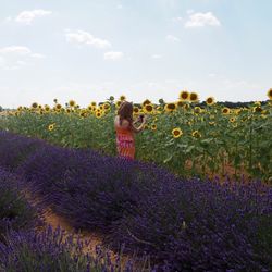 Rear view of woman photographing sunflowers on field 