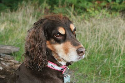 Close-up of dog looking away