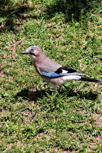 High angle view of bird on field