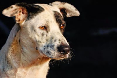 Close-up of dog