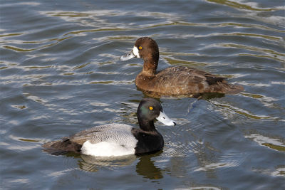 Duck swimming in a lake