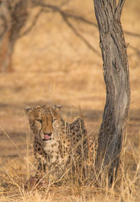View of animal on tree trunk