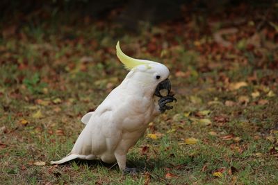 View of a cockatoo on field