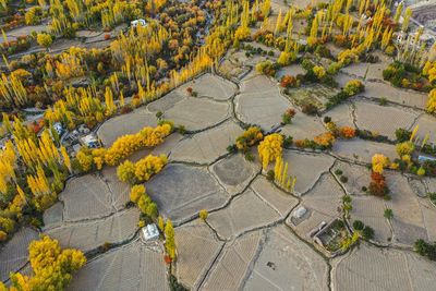 High angle view of yellow flowering plants by road