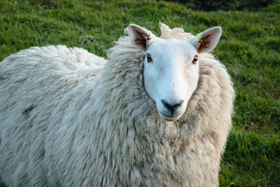 Close-up of sheep