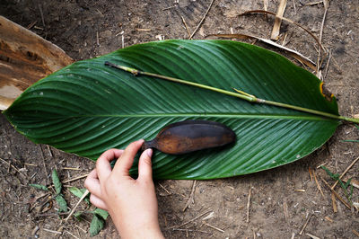 High angle view of hand holding leaves