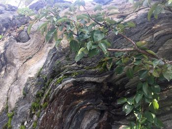 Close-up of tree trunk