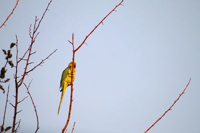 Low angle view of bird perching on branch against sky