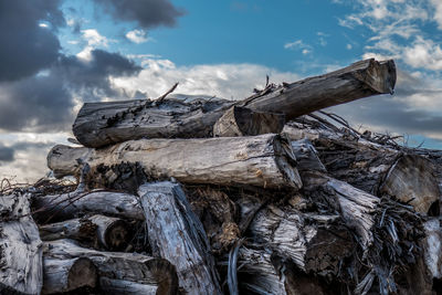 Close-up of driftwood on tree in forest against sky