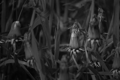 Close-up of butterfly on field