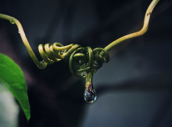 Close-up of water drop on leaf