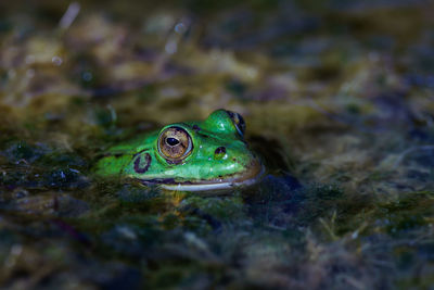 Close-up of frog swimming in sea