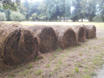 hay