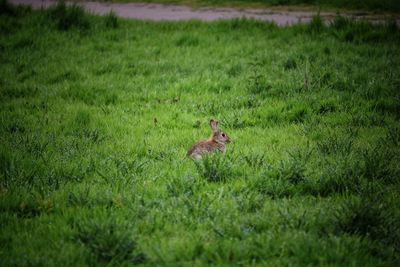 View of a cat on field