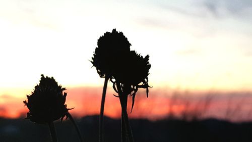 Close-up of silhouette flower on field against sky during sunset