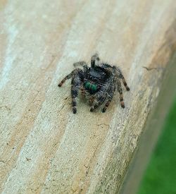 High angle view of insect on wood