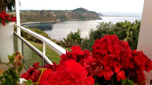 Close-up of red flowers blooming in park