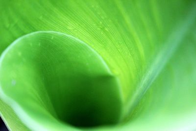 Close-up of green leaves