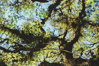 Low angle view of tree against sky