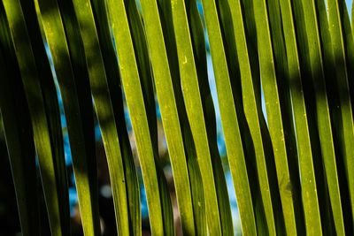 Full frame shot of palm trees