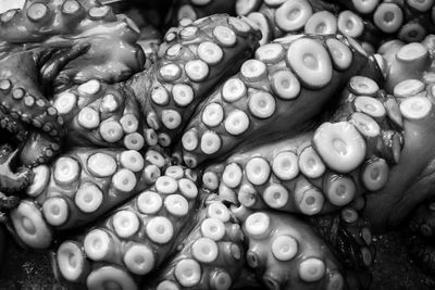 Extreme close-up of octopus